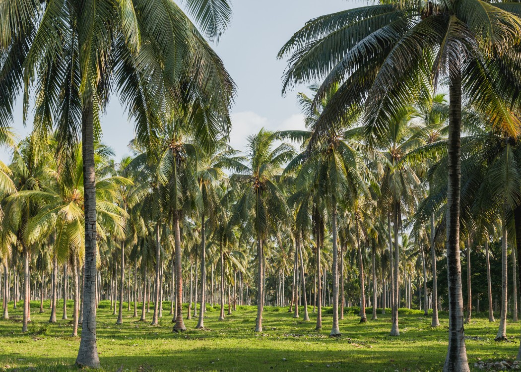 Coconut Farm PT Nusacore Golden Indonesia1