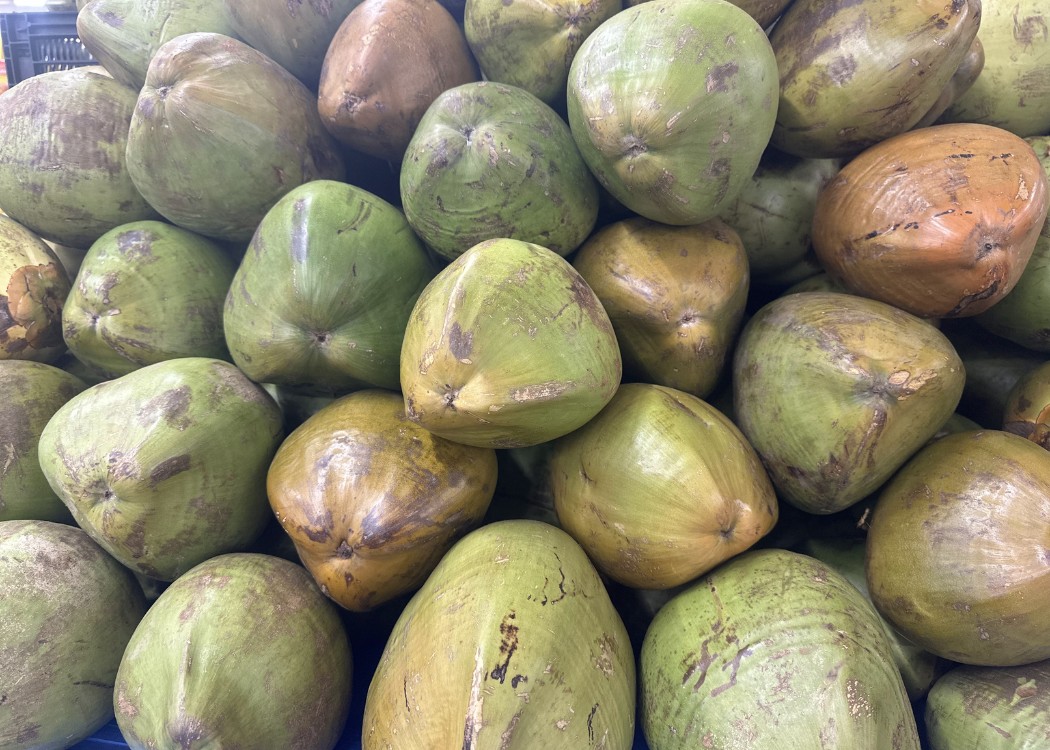 Coconut PT Nusacore Golden Indonesia4