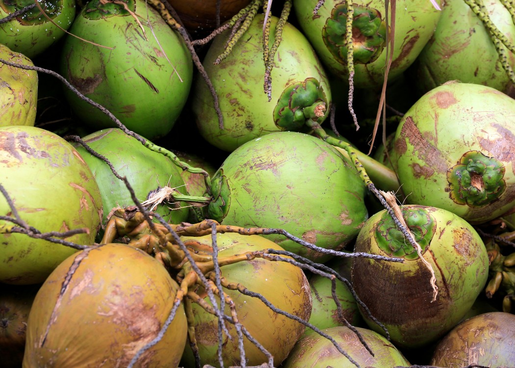 Coconut PT Nusacore Golden Indonesia5