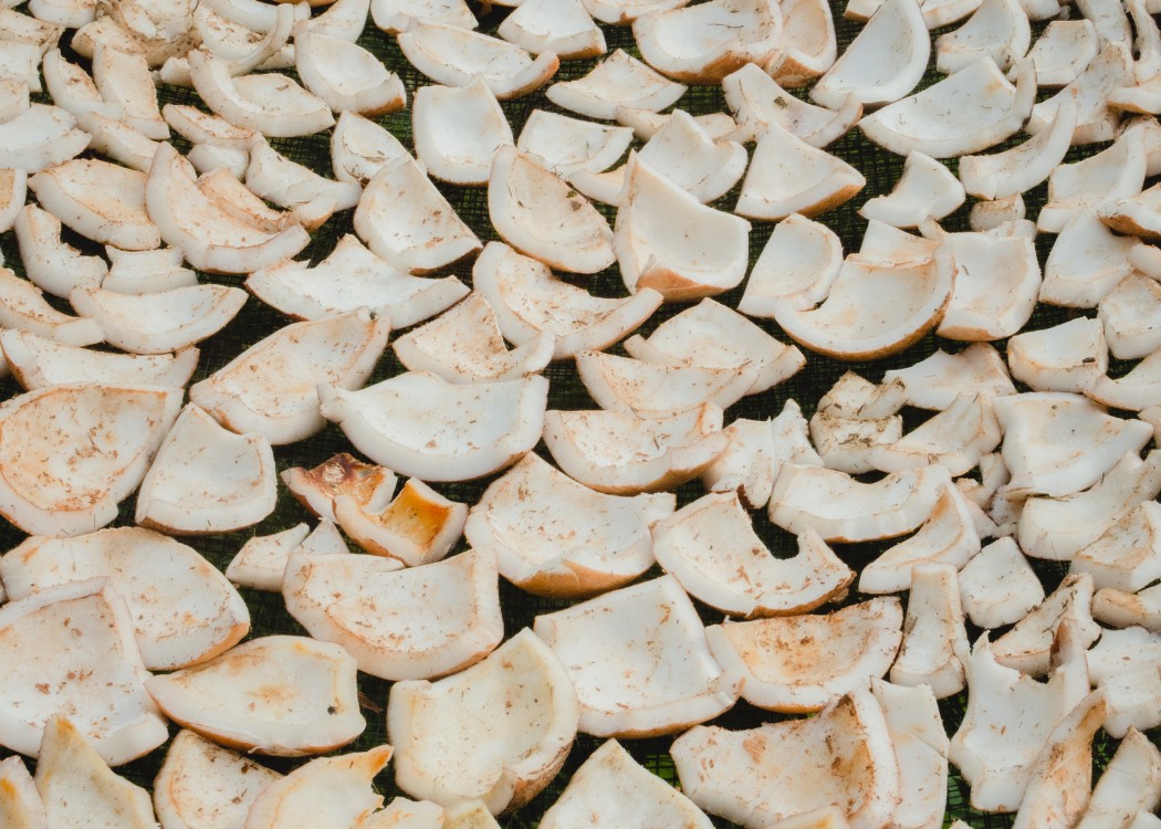 Copra or Kopra PT Nusacore Golden Indonesia3